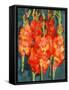 Cornish Gladioli, 2006-Deborah Barton-Framed Stretched Canvas