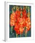 Cornish Gladioli, 2006-Deborah Barton-Framed Giclee Print