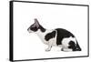 Cornish Rex Cat-Fabio Petroni-Framed Stretched Canvas