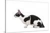 Cornish Rex Cat-Fabio Petroni-Stretched Canvas