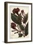 Cornucopian Shrub, Copianthus Indica, Hil-The Younger Dupin-Framed Giclee Print