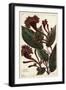 Cornucopian Shrub, Copianthus Indica, Hil-The Younger Dupin-Framed Giclee Print