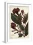 Cornucopian Shrub, Copianthus Indica, Hil-The Younger Dupin-Framed Giclee Print