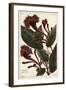 Cornucopian Shrub, Copianthus Indica, Hil-The Younger Dupin-Framed Giclee Print