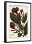 Cornucopian Shrub, Copianthus Indica, Hil-The Younger Dupin-Framed Giclee Print