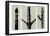 Cornus Nuttalli. 1929 (Photogravure)-Karl Blossfeldt-Framed Giclee Print