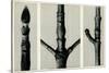 Cornus Nuttalli. 1929 (Photogravure)-Karl Blossfeldt-Stretched Canvas