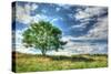 Cornwall Tree-Robert Goldwitz-Stretched Canvas