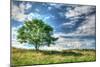 Cornwall Tree-Robert Goldwitz-Mounted Photographic Print