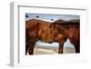 Corolla Wild Horses-Jeff Yount-Framed Photographic Print