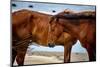 Corolla Wild Horses-Jeff Yount-Mounted Photographic Print