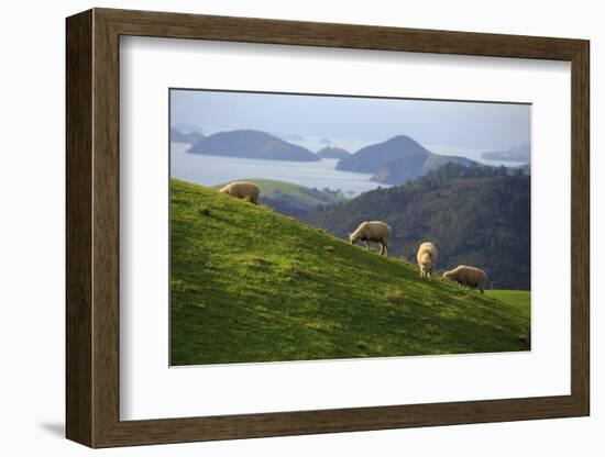 Coromandel Peninsula, North Island, New Zealand-Paul Dymond-Framed Photographic Print