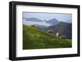 Coromandel Peninsula, North Island, New Zealand-Paul Dymond-Framed Photographic Print