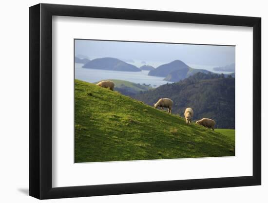 Coromandel Peninsula, North Island, New Zealand-Paul Dymond-Framed Photographic Print