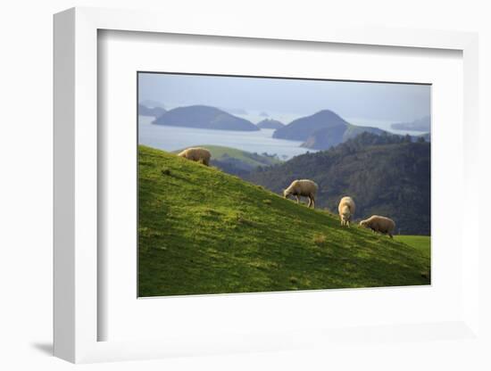 Coromandel Peninsula, North Island, New Zealand-Paul Dymond-Framed Photographic Print