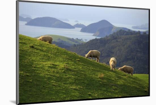 Coromandel Peninsula, North Island, New Zealand-Paul Dymond-Mounted Photographic Print