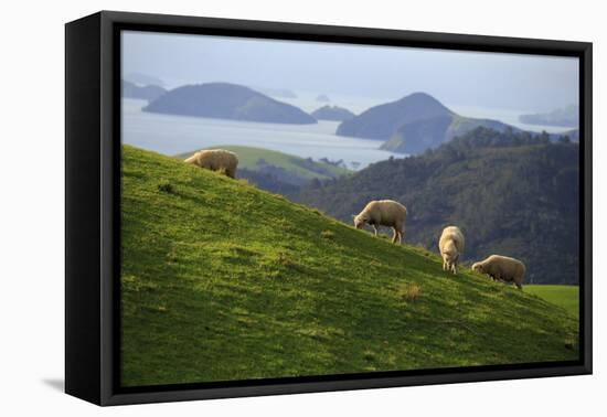 Coromandel Peninsula, North Island, New Zealand-Paul Dymond-Framed Stretched Canvas