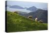 Coromandel Peninsula, North Island, New Zealand-Paul Dymond-Stretched Canvas