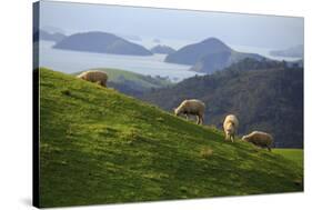 Coromandel Peninsula, North Island, New Zealand-Paul Dymond-Stretched Canvas