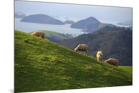 Coromandel Peninsula, North Island, New Zealand-Paul Dymond-Mounted Photographic Print