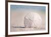 Corona del Mar, California - Sand Dollar and Beach-Lantern Press-Framed Art Print