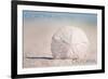 Corona del Mar, California - Sand Dollar and Beach-Lantern Press-Framed Art Print