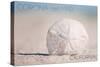 Corona del Mar, California - Sand Dollar and Beach-Lantern Press-Stretched Canvas