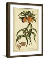 Corona Imperalis, Pl. CV-Phillip Miller-Framed Art Print