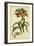 Corona Imperalis, Pl. CV-Phillip Miller-Framed Art Print