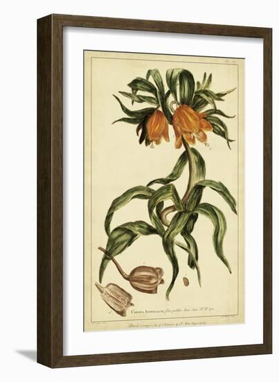 Corona Imperalis, Pl. CV-Phillip Miller-Framed Art Print