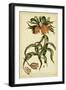 Corona Imperalis, Pl. CV-Phillip Miller-Framed Art Print