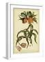 Corona Imperalis, Pl. CV-Phillip Miller-Framed Art Print