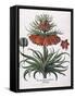 Corona Imperialis Florum, 1613-null-Framed Stretched Canvas