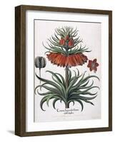 Corona Imperialis Florum, 1613-null-Framed Giclee Print