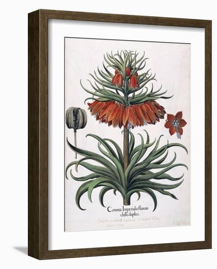 Corona Imperialis Florum, 1613-null-Framed Giclee Print