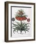 Corona Imperialis Florum, 1613-null-Framed Giclee Print