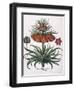 Corona Imperialis Florum, 1613-null-Framed Giclee Print