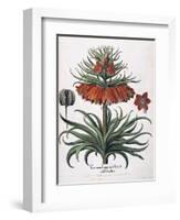 Corona Imperialis Florum, 1613-null-Framed Giclee Print