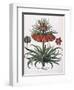 Corona Imperialis Florum, 1613-null-Framed Giclee Print