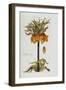 Corona Imperialis-Christoph Jacob Trew-Framed Giclee Print