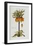 Corona Imperialis-Christoph Jacob Trew-Framed Giclee Print