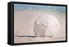 Coronado Island, California - Sand Dollar and Beach-Lantern Press-Framed Stretched Canvas