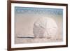 Coronado Island, California - Sand Dollar and Beach-Lantern Press-Framed Premium Giclee Print