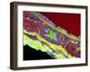 Coronary Artery, TEM-Thomas Deerinck-Framed Photographic Print