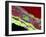 Coronary Artery, TEM-Thomas Deerinck-Framed Photographic Print