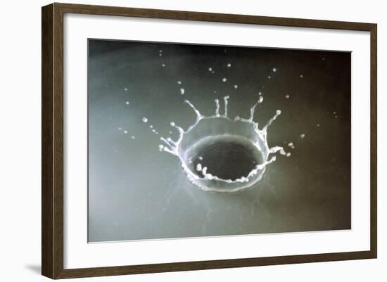 Coronet of droplets formed as a white coloured droplet falls into a shallow liquid-Nigel Cattlin-Framed Photographic Print