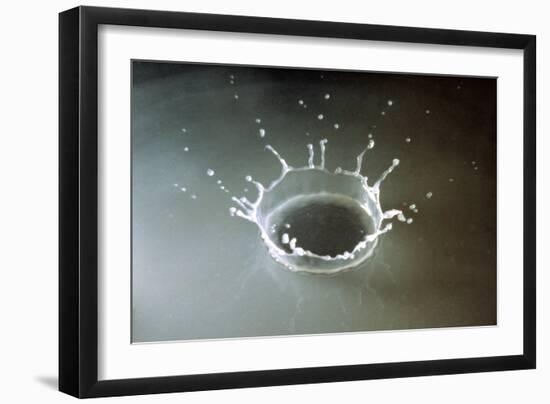 Coronet of droplets formed as a white coloured droplet falls into a shallow liquid-Nigel Cattlin-Framed Photographic Print