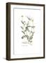 Coronilla securidaca, Flora Graeca-Ferdinand Bauer-Framed Giclee Print