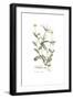 Coronilla securidaca, Flora Graeca-Ferdinand Bauer-Framed Giclee Print