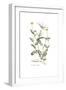 Coronilla securidaca, Flora Graeca-Ferdinand Bauer-Framed Giclee Print